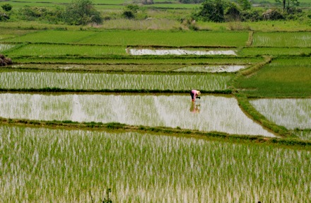 BET_7846.rice.farmer